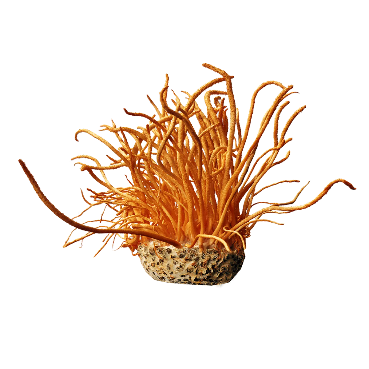 Concentrated Organic Cordyceps Militaris Mushroom Powder