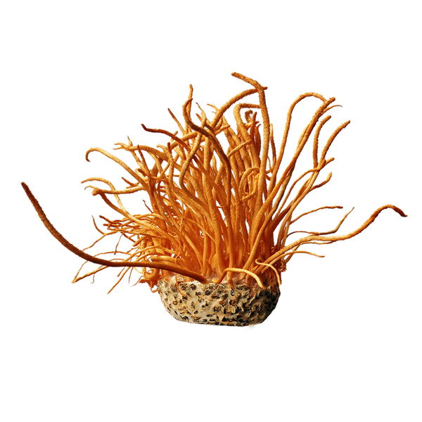 Concentrated Organic Cordyceps Militaris Mushroom Powder