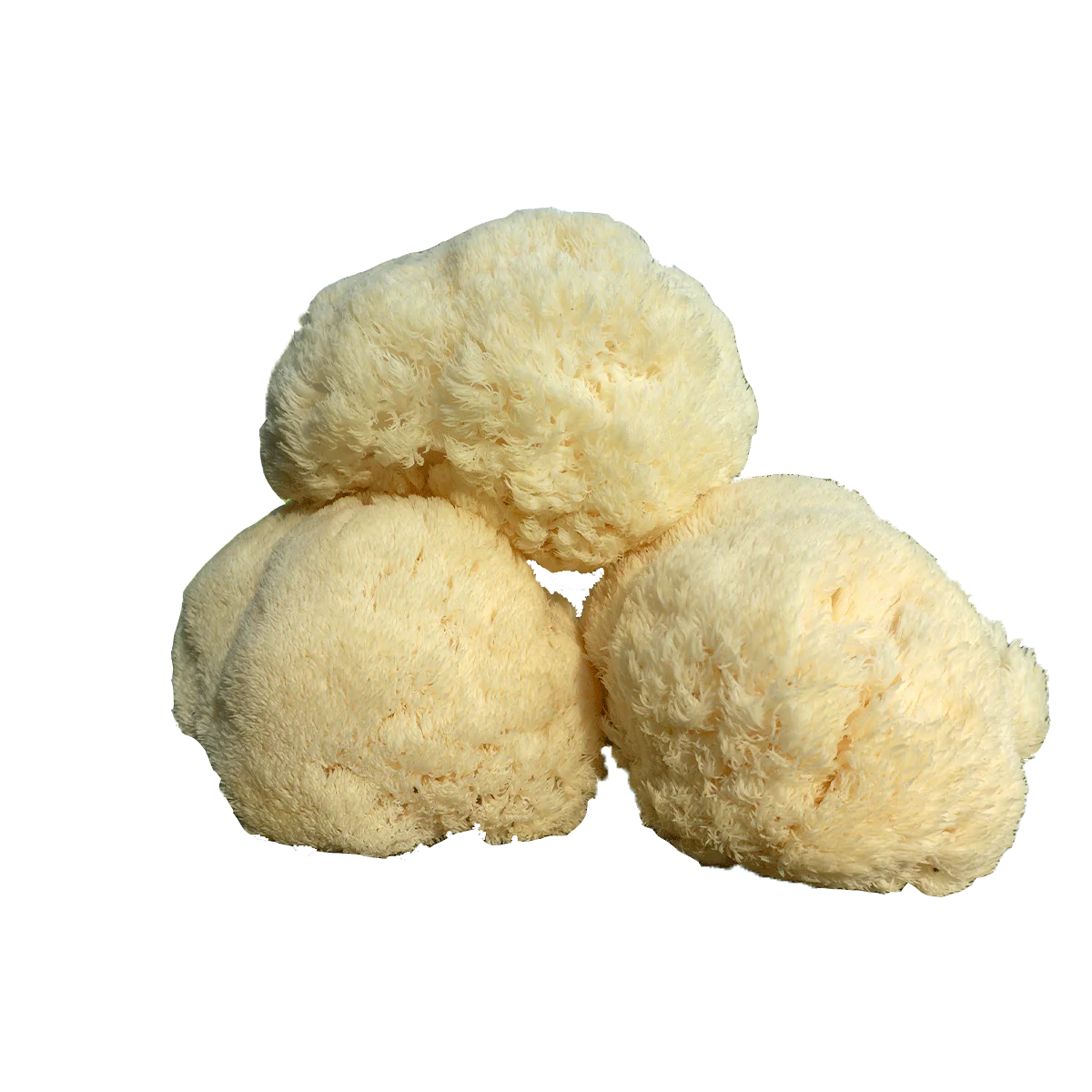 Concentrated Organic Lion's Mane Mushroom Powder