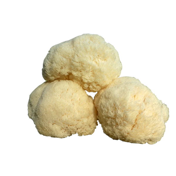 Concentrated Organic Lion's Mane Mushroom Powder