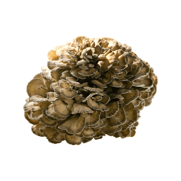 Concentrated Organic Maitake Mushroom Powder