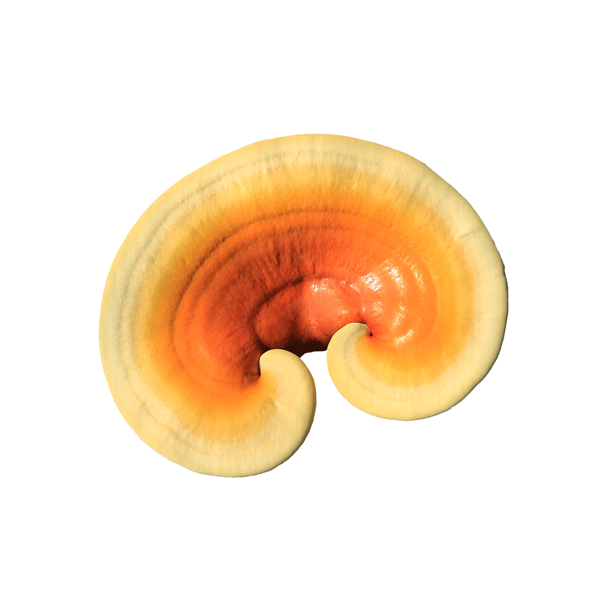 Concentrated Organic Reishi Mushroom Powder