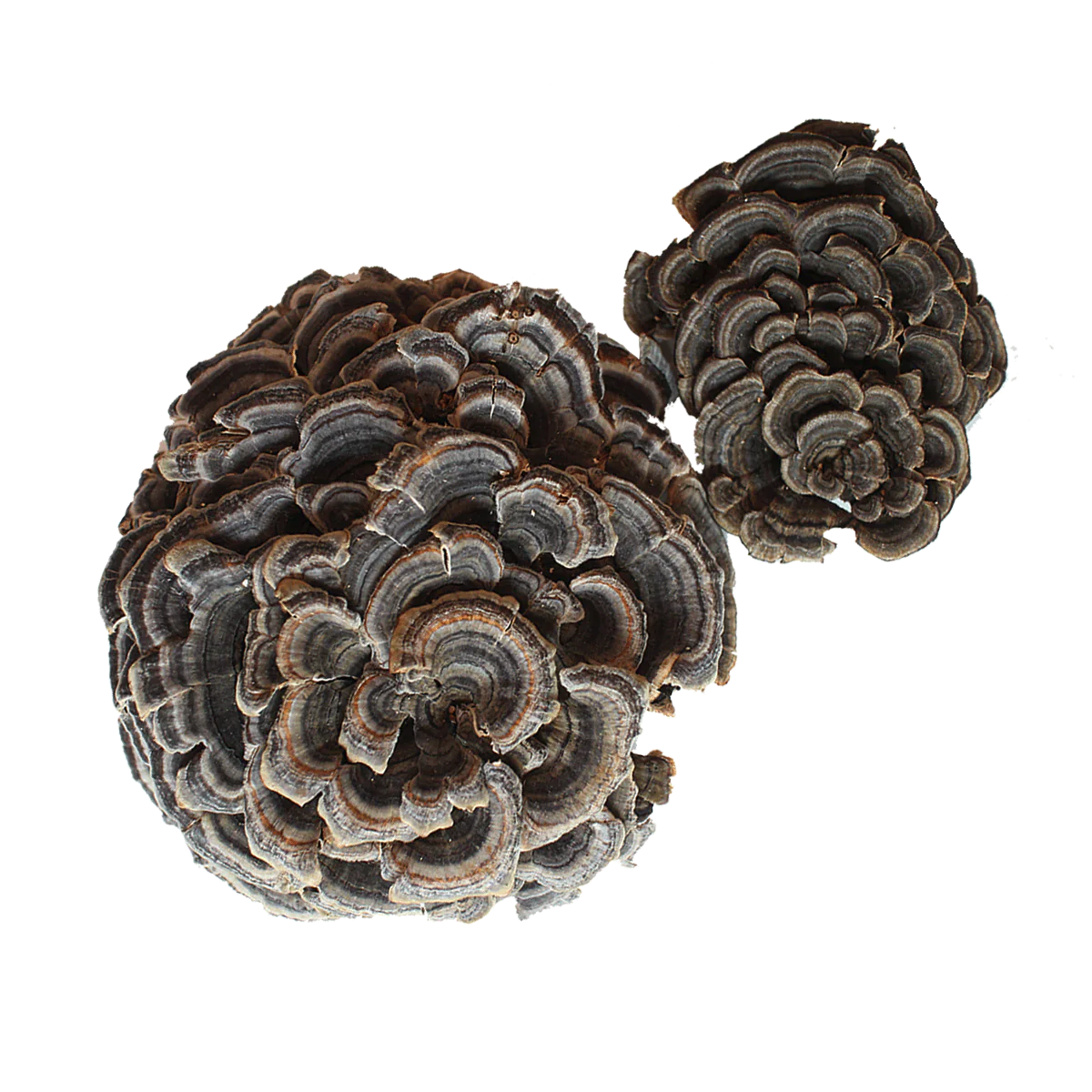 Concentrated Organic Turkey Tail Mushroom Powder